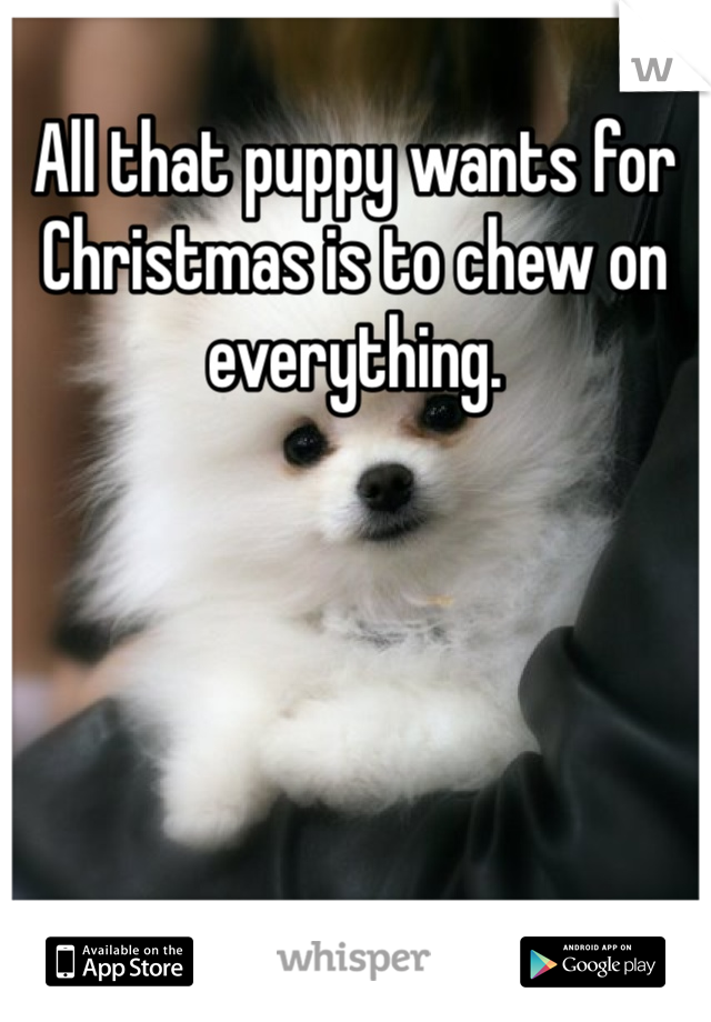 All that puppy wants for Christmas is to chew on everything.
