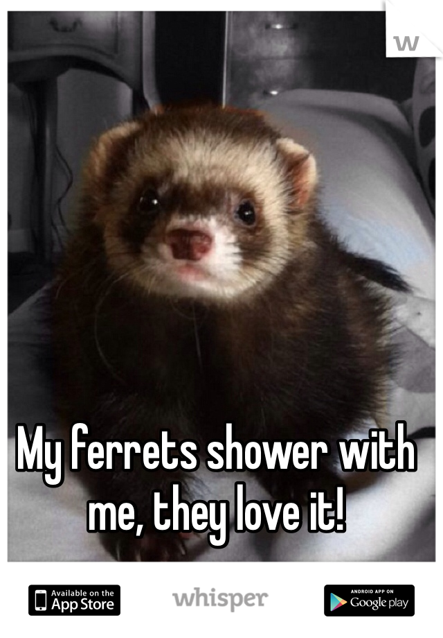My ferrets shower with me, they love it!