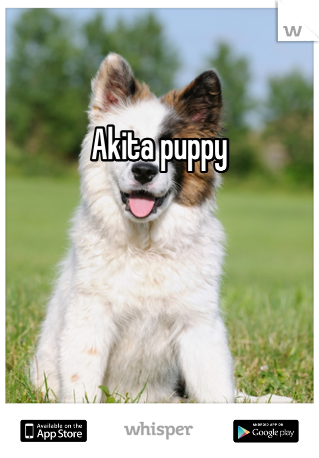 Akita puppy 