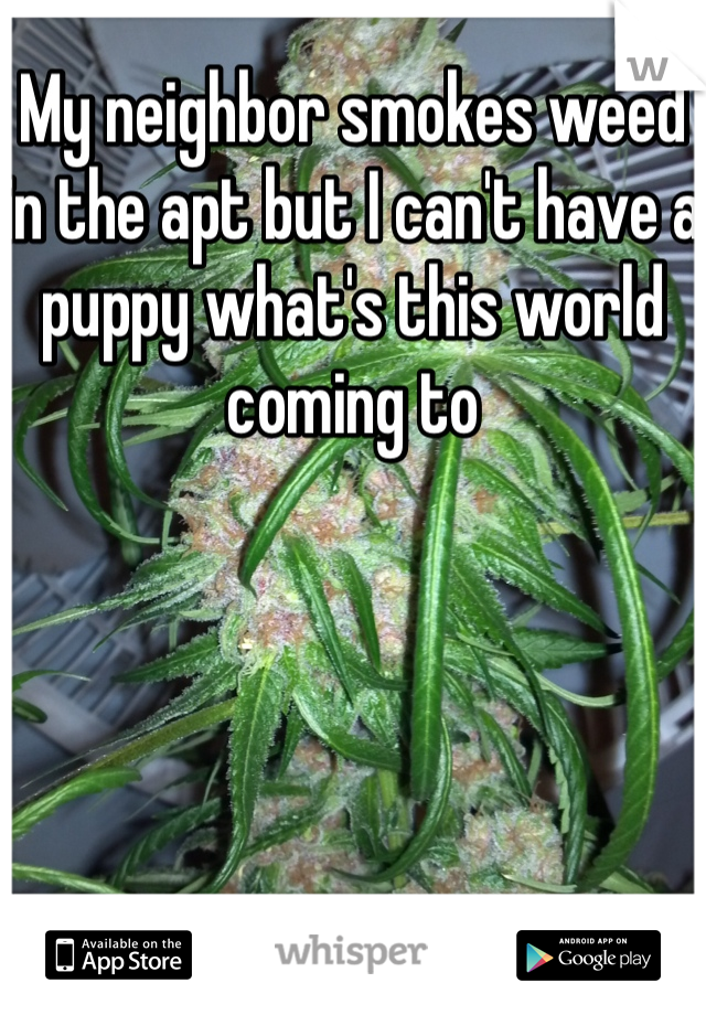 My neighbor smokes weed in the apt but I can't have a puppy what's this world coming to