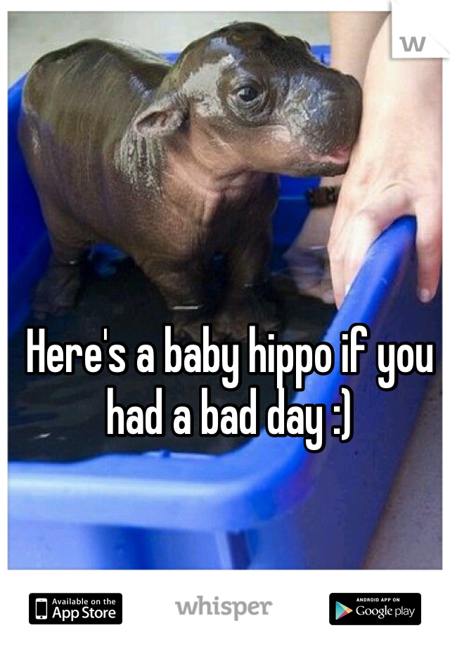 Here's a baby hippo if you had a bad day :)
