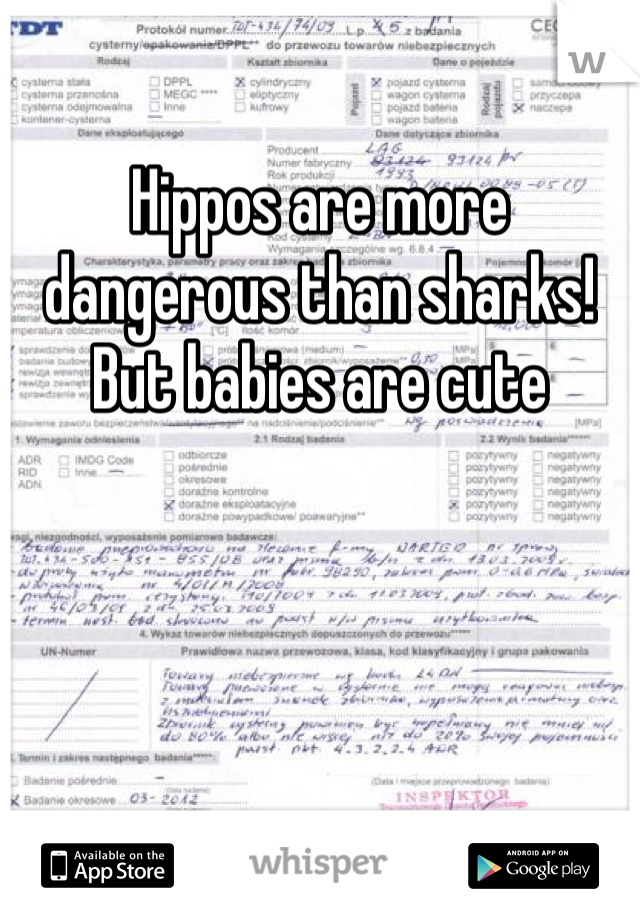 Hippos are more dangerous than sharks!  But babies are cute
