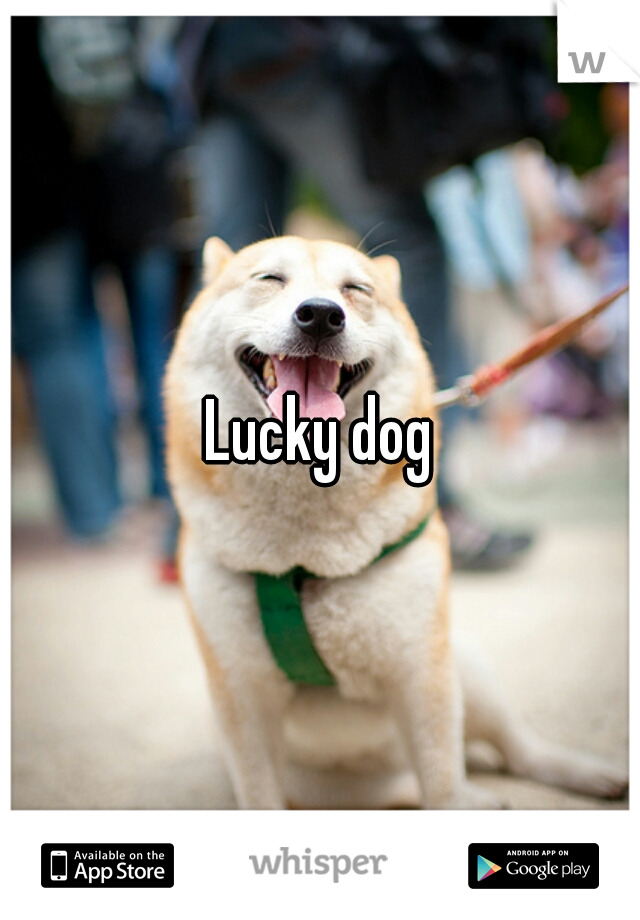 Lucky dog