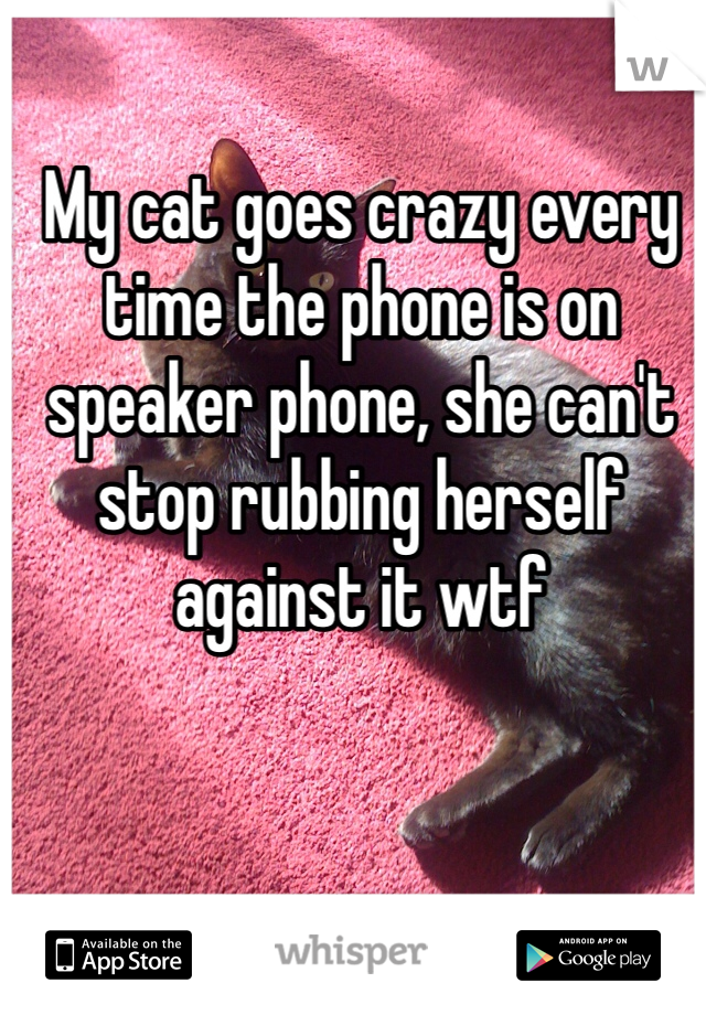 My cat goes crazy every time the phone is on speaker phone, she can't stop rubbing herself against it wtf 