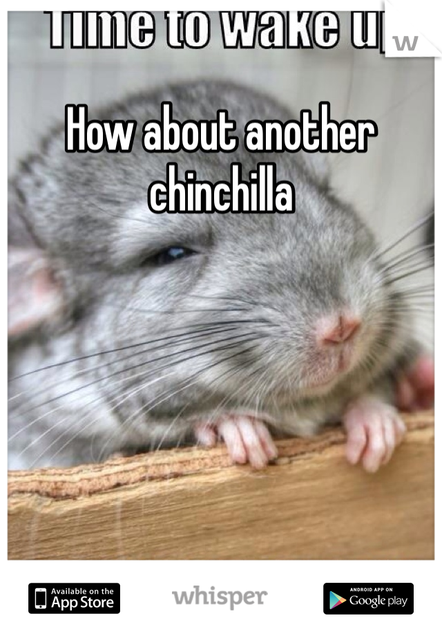 How about another chinchilla