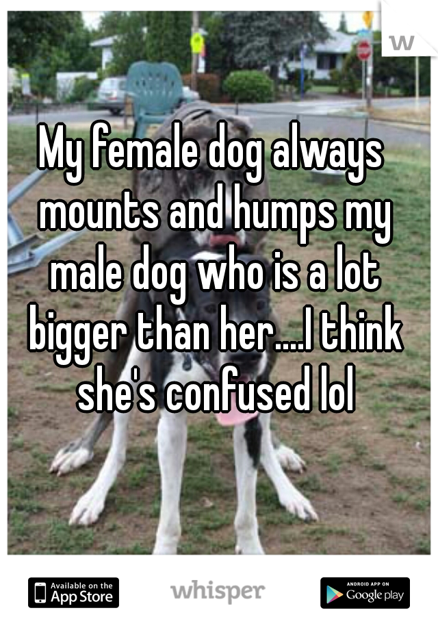 My female dog always mounts and humps my male dog who is a lot bigger than her....I think she's confused lol
