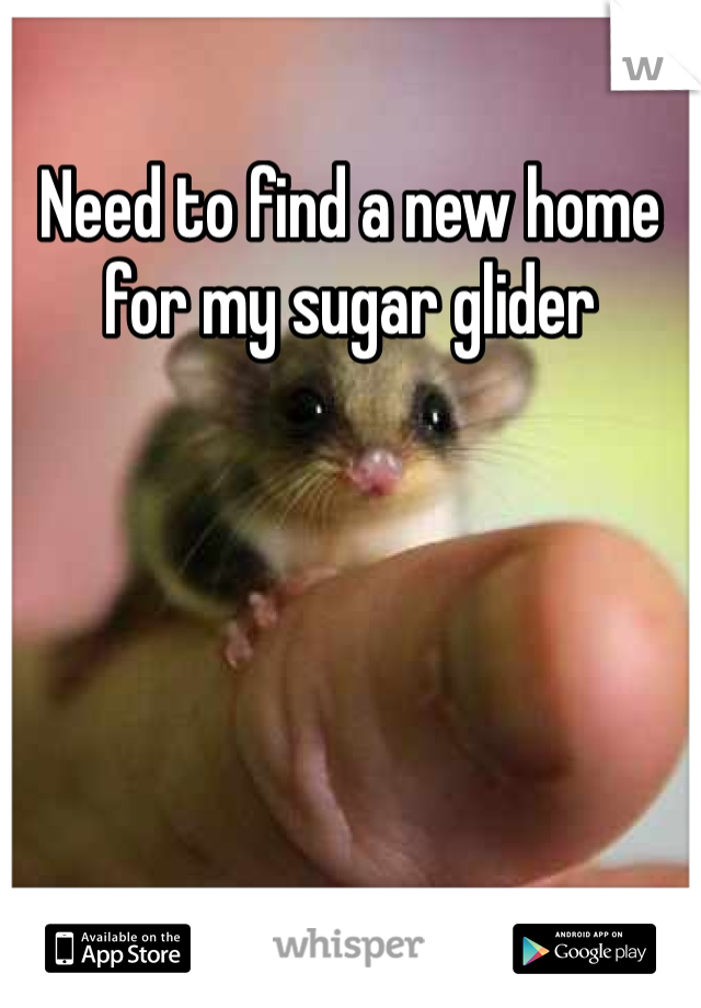 Need to find a new home for my sugar glider