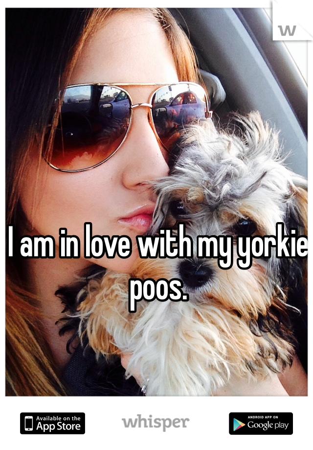 I am in love with my yorkie poos. 