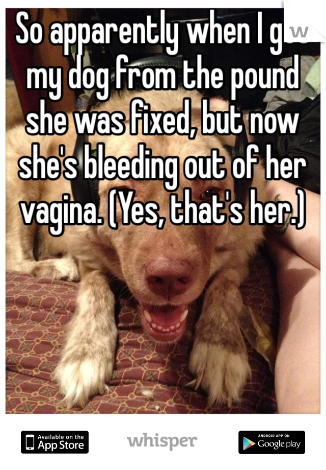 So apparently when I got my dog from the pound she was fixed, but now she's bleeding out of her vagina. (Yes, that's her.)