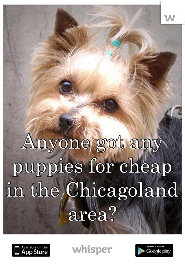Anyone got any puppies for cheap in the Chicagoland area?