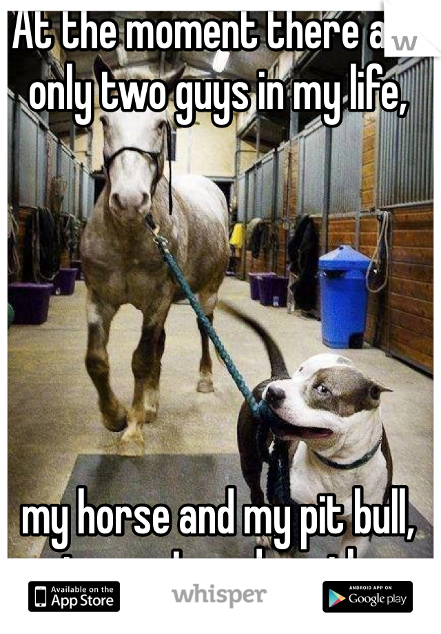At the moment there are only two guys in my life, 






my horse and my pit bull, not sure I need another.