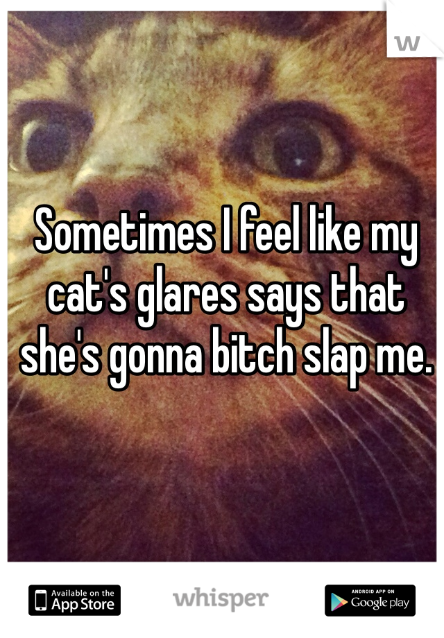 Sometimes I feel like my cat's glares says that she's gonna bitch slap me. 