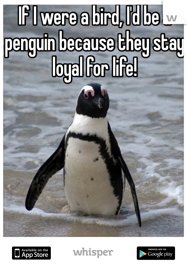 If I were a bird, I'd be a penguin because they stay loyal for life! 