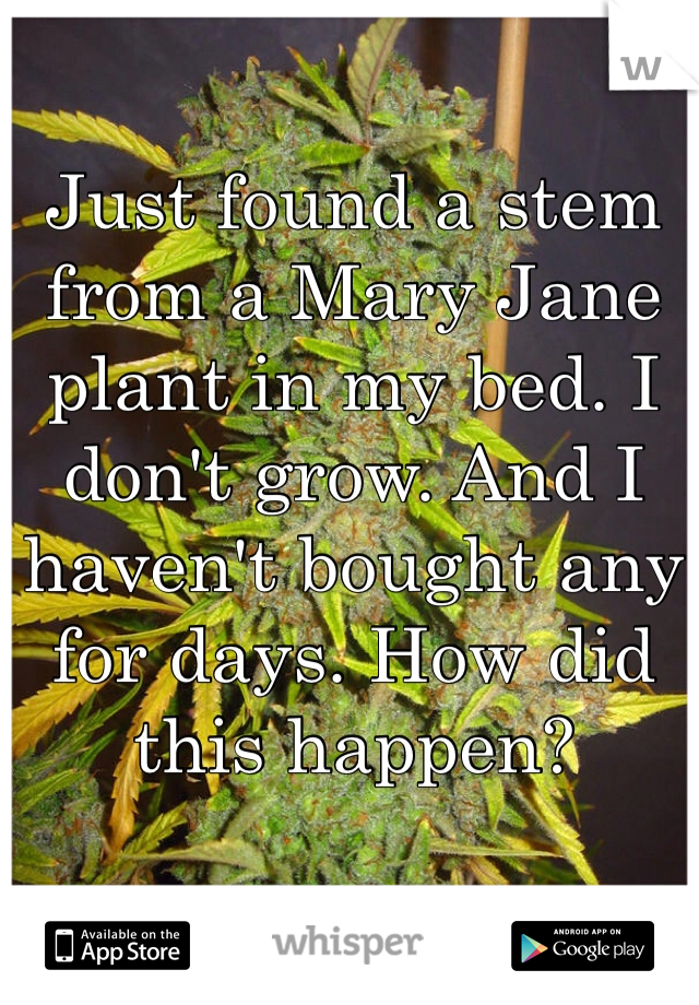 Just found a stem from a Mary Jane plant in my bed. I don't grow. And I haven't bought any for days. How did this happen?