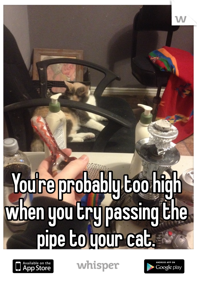 You're probably too high when you try passing the pipe to your cat. 