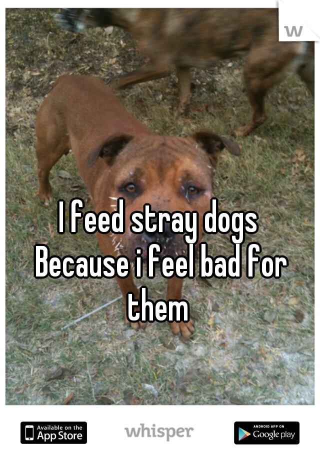 I feed stray dogs
 Because i feel bad for them 

