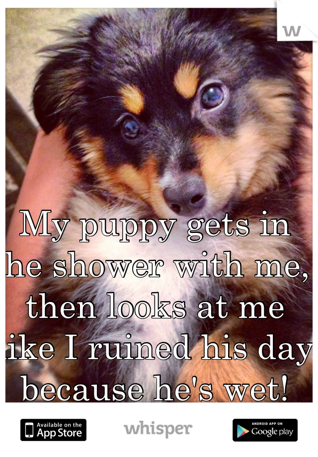 My puppy gets in the shower with me, then looks at me like I ruined his day because he's wet! That him!