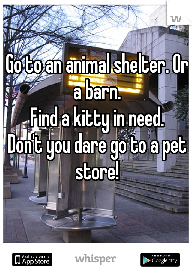 Go to an animal shelter. Or a barn. 
Find a kitty in need. 
Don't you dare go to a pet store!