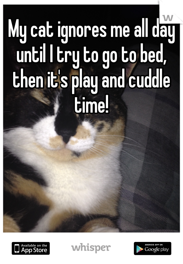 My cat ignores me all day until I try to go to bed, then it's play and cuddle time!