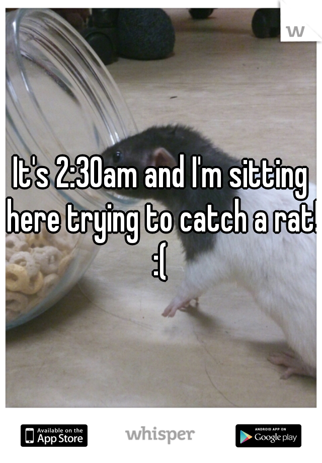 It's 2:30am and I'm sitting here trying to catch a rat! :( 