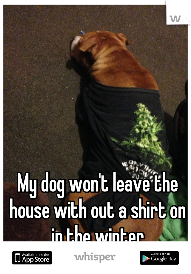 My dog won't leave the house with out a shirt on in the winter