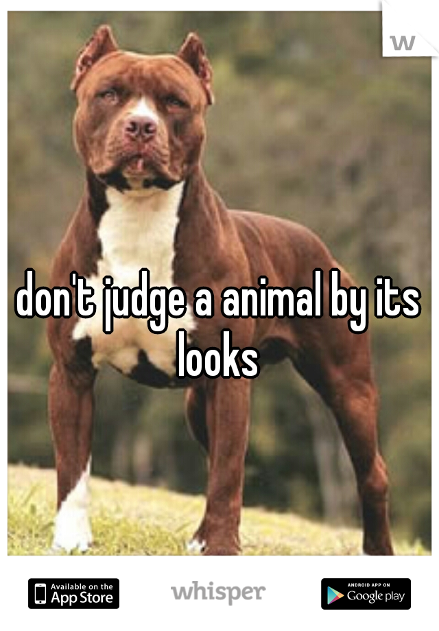 don't judge a animal by its looks 