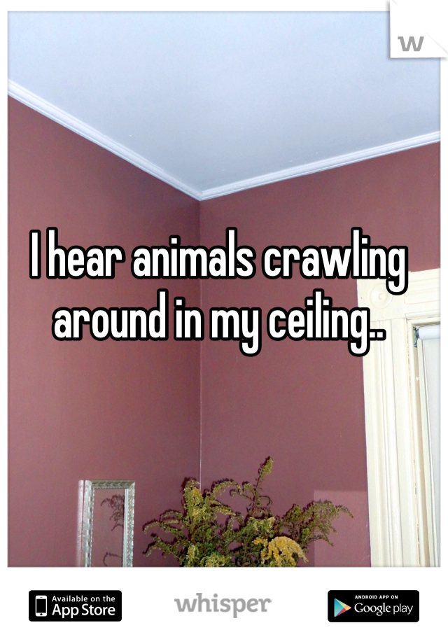 I hear animals crawling around in my ceiling..