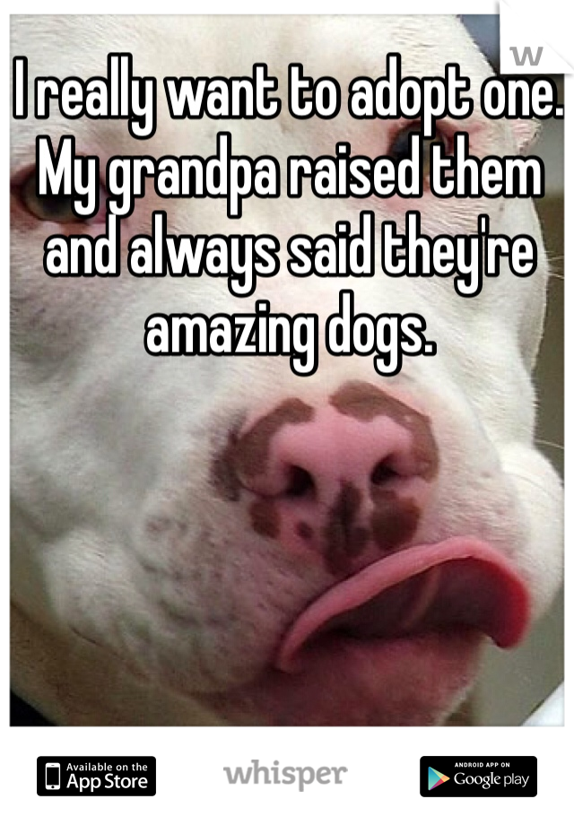 I really want to adopt one. My grandpa raised them and always said they're amazing dogs. 