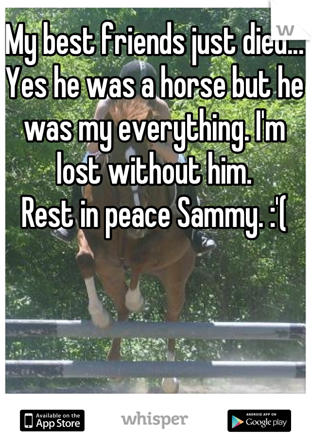 My best friends just died...
Yes he was a horse but he was my everything. I'm lost without him. 
Rest in peace Sammy. :'(