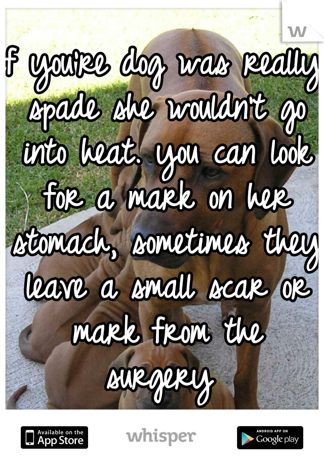 if you're dog was really spade she wouldn't go into heat. you can look for a mark on her stomach, sometimes they leave a small scar or mark from the surgery 
