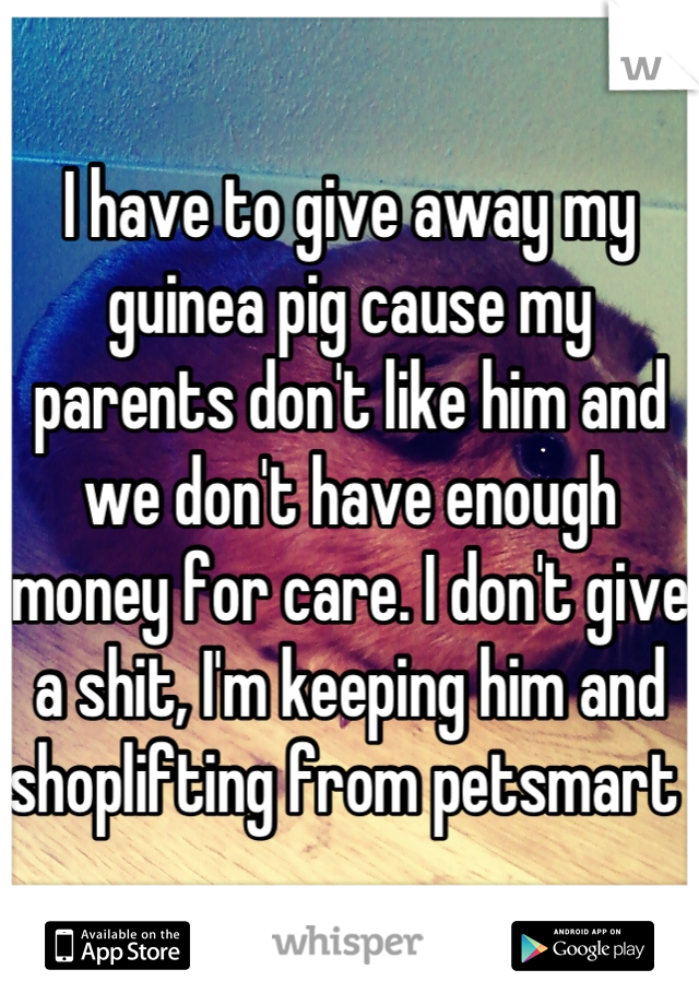 I have to give away my guinea pig cause my parents don't like him and we don't have enough money for care. I don't give a shit, I'm keeping him and shoplifting from petsmart 