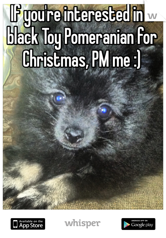 If you're interested in a black Toy Pomeranian for Christmas, PM me :)
