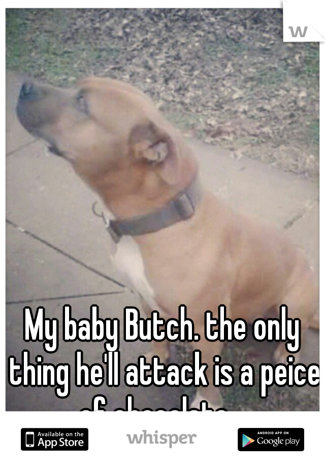 My baby Butch. the only thing he'll attack is a peice of chocolate....