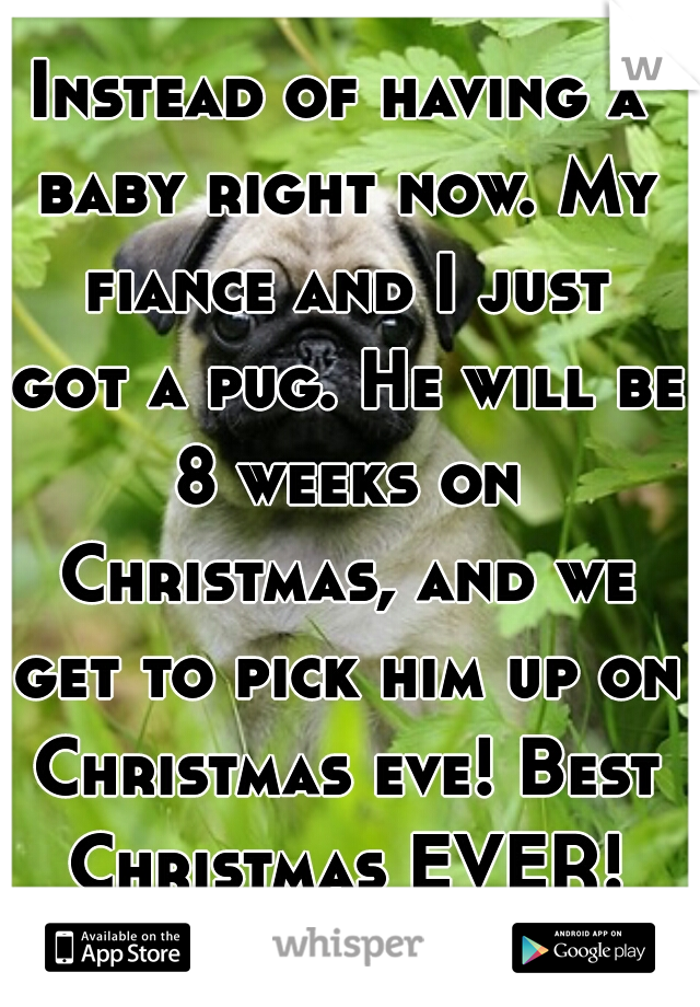 Instead of having a baby right now. My fiance and I just got a pug. He will be 8 weeks on Christmas, and we get to pick him up on Christmas eve! Best Christmas EVER!