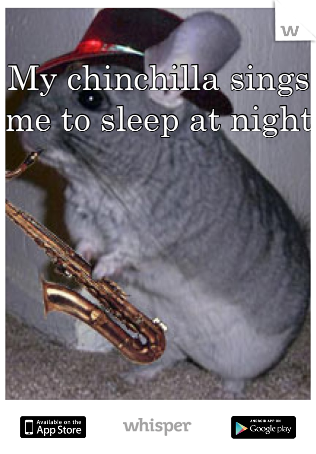 My chinchilla sings me to sleep at night 