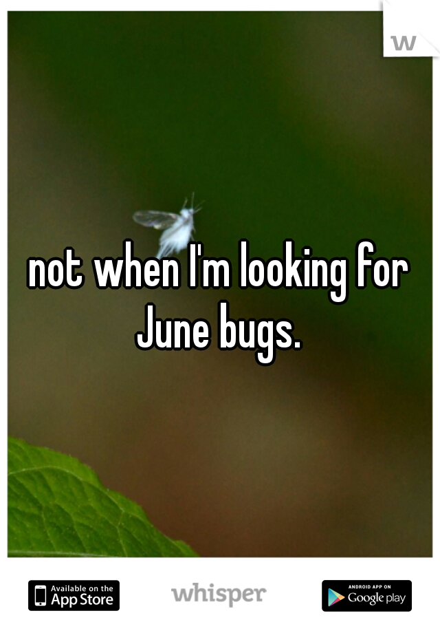 not when I'm looking for June bugs. 
