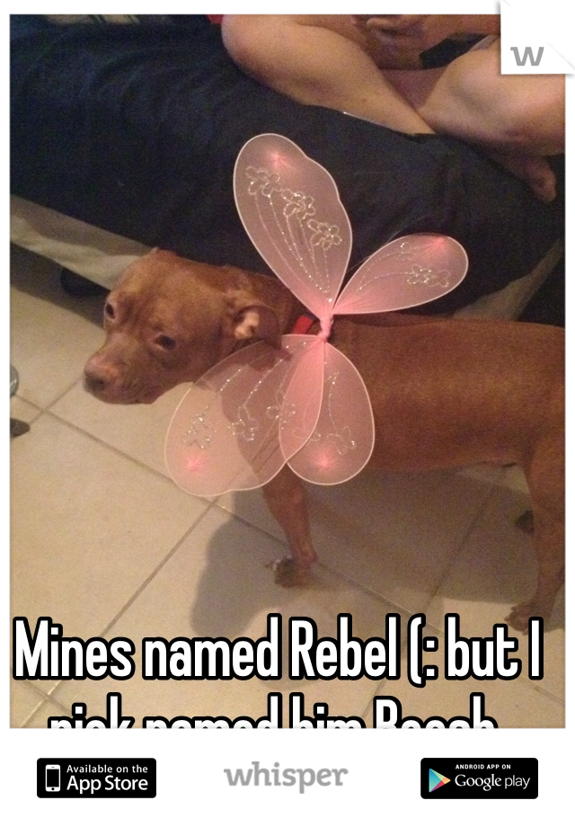 Mines named Rebel (: but I nick named him Beesh.