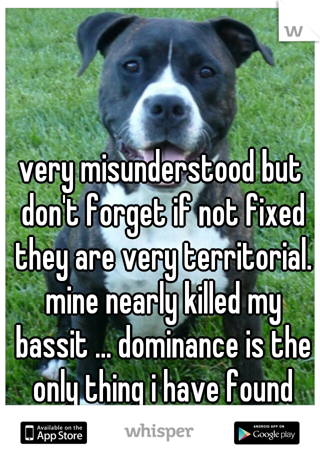 very misunderstood but don't forget if not fixed they are very territorial. mine nearly killed my bassit ... dominance is the only thing i have found wrong with them!