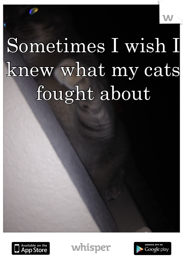 Sometimes I wish I knew what my cats fought about 