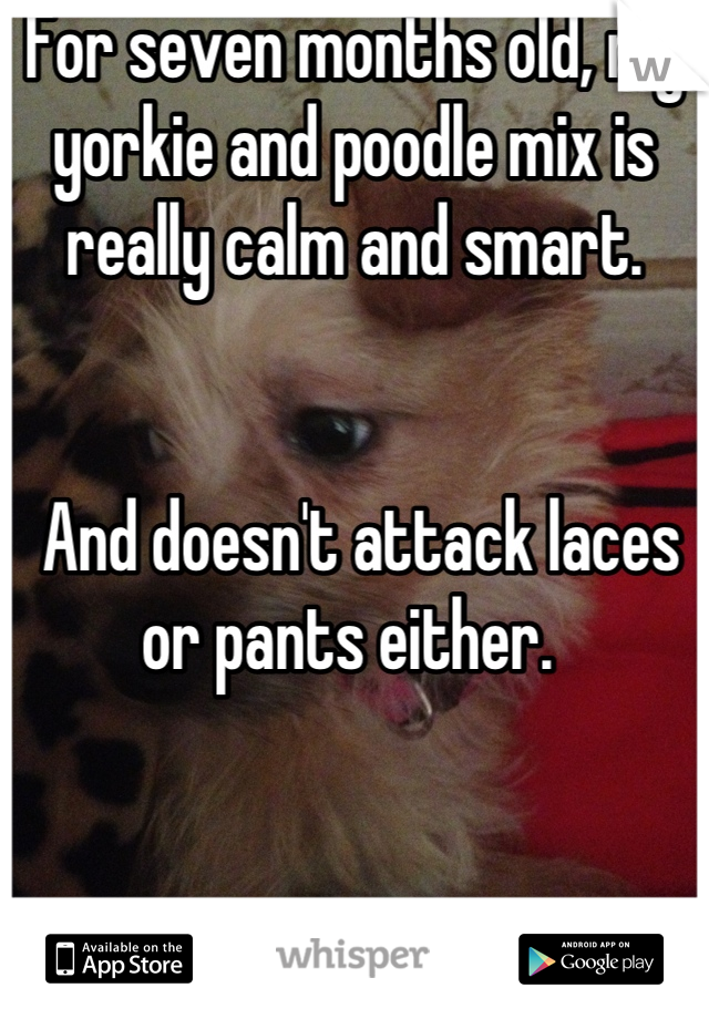 For seven months old, my yorkie and poodle mix is really calm and smart.


 And doesn't attack laces or pants either. 