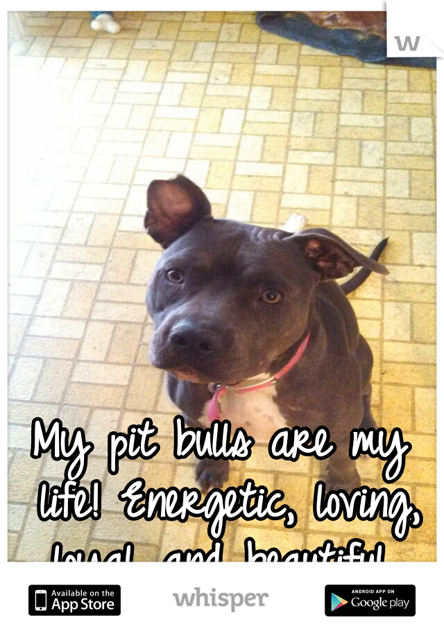 My pit bulls are my life! Energetic, loving, loyal...and beautiful 