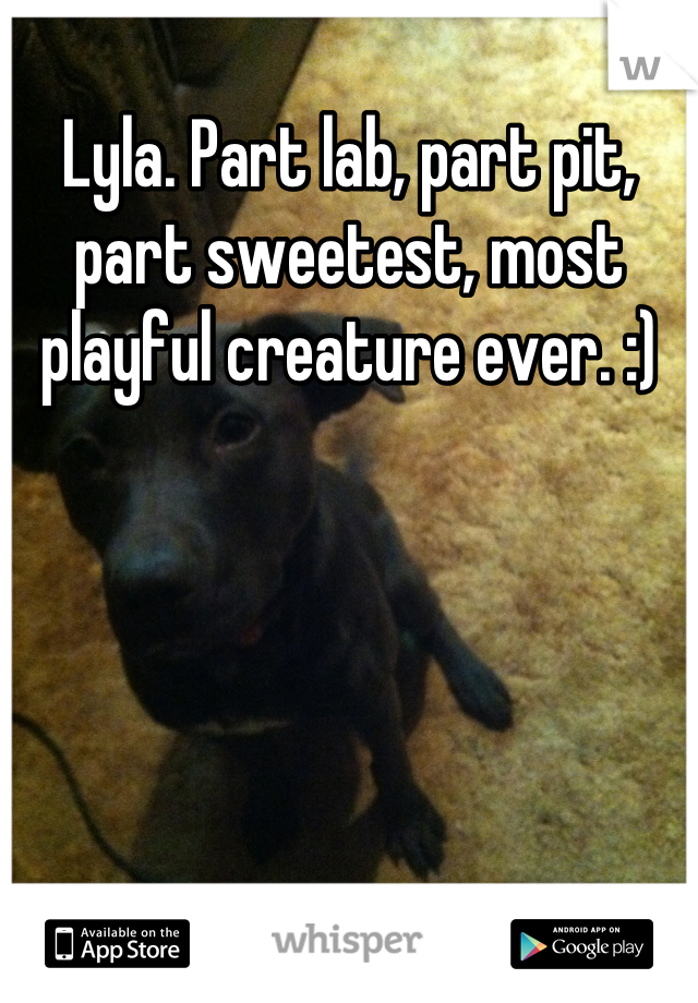 Lyla. Part lab, part pit, part sweetest, most playful creature ever. :)