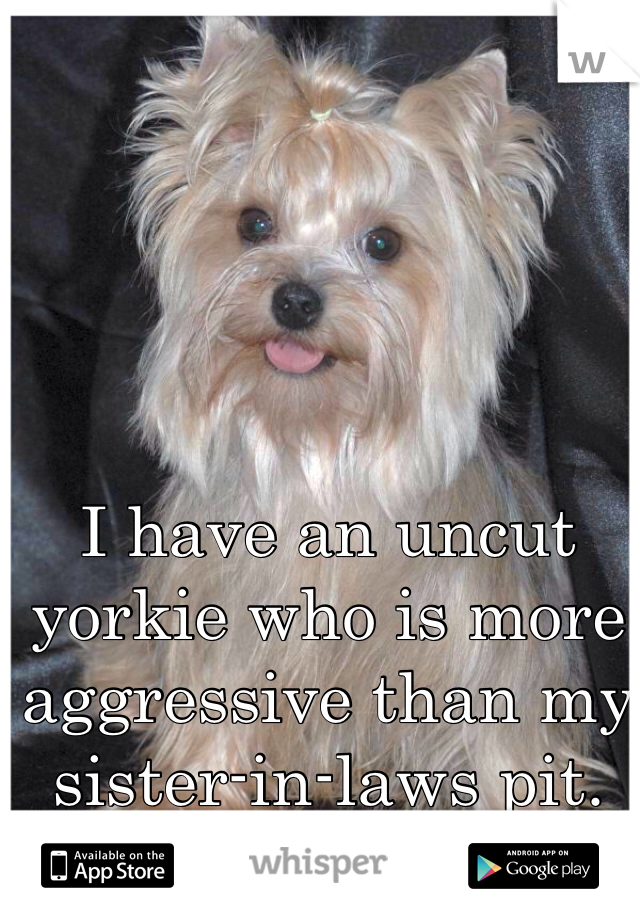 I have an uncut yorkie who is more aggressive than my sister-in-laws pit.