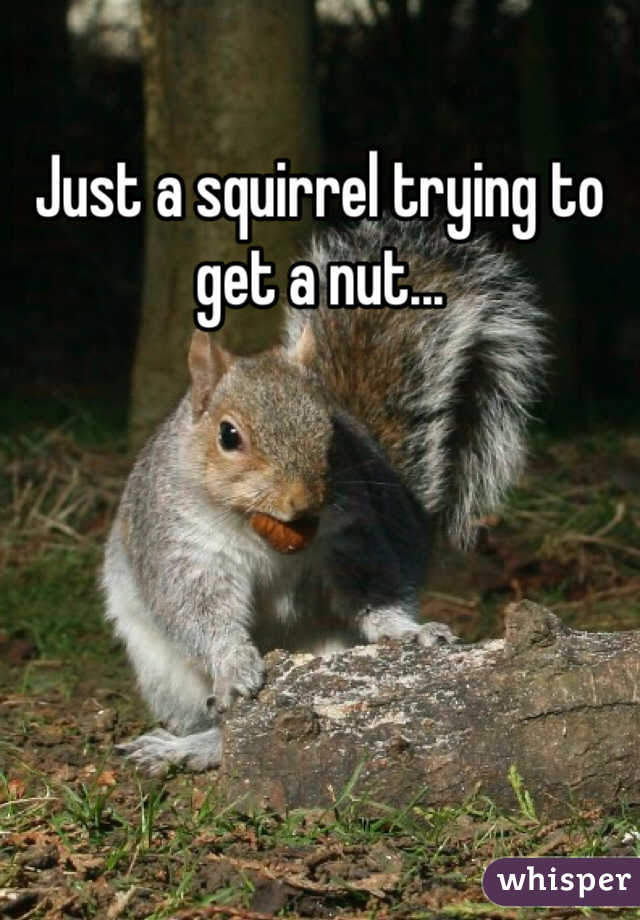 Just a squirrel trying to get a nut...