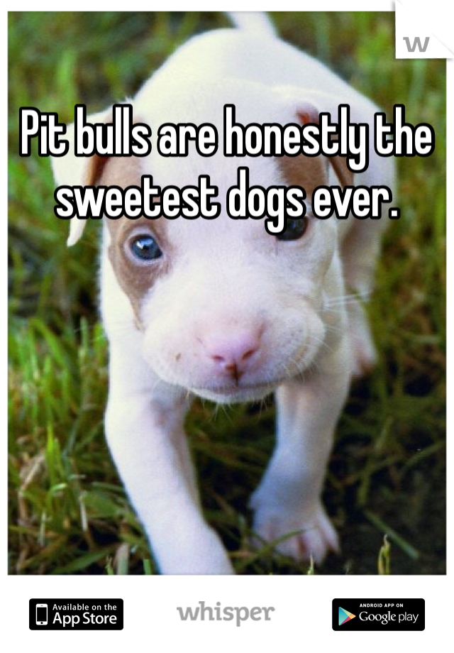 Pit bulls are honestly the sweetest dogs ever. 