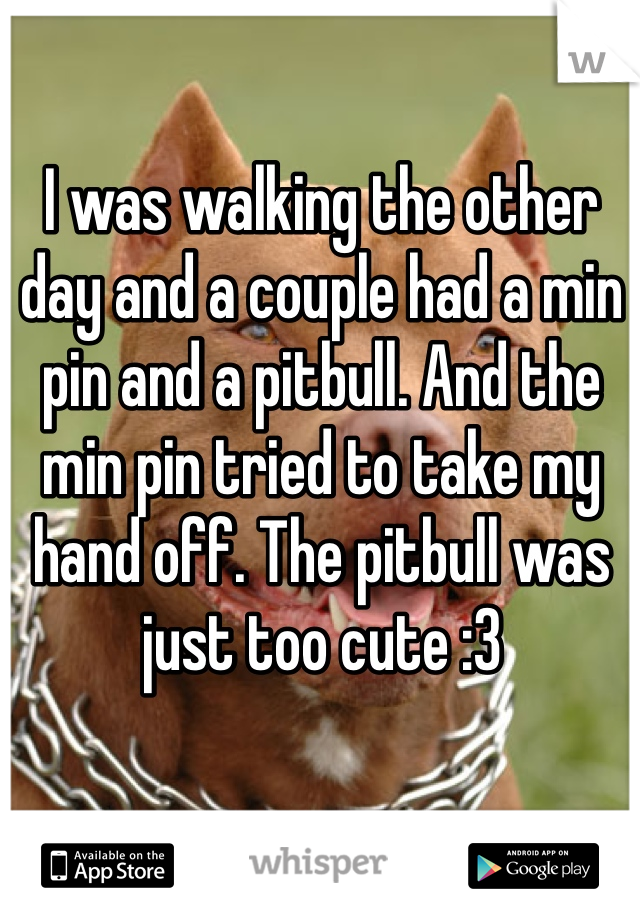 I was walking the other day and a couple had a min pin and a pitbull. And the min pin tried to take my hand off. The pitbull was just too cute :3