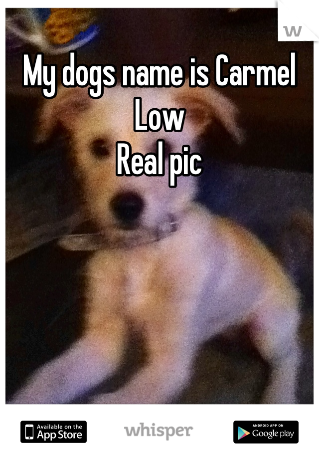 My dogs name is Carmel Low 
Real pic