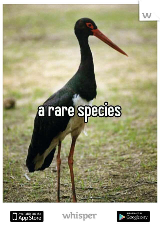  a rare species 