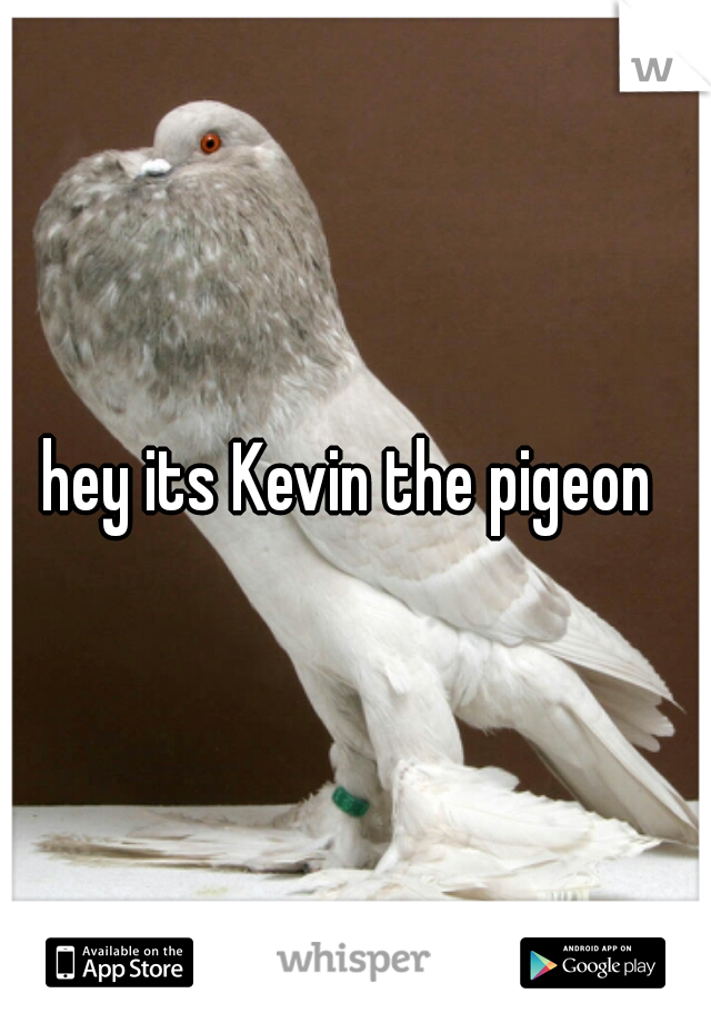 hey its Kevin the pigeon 