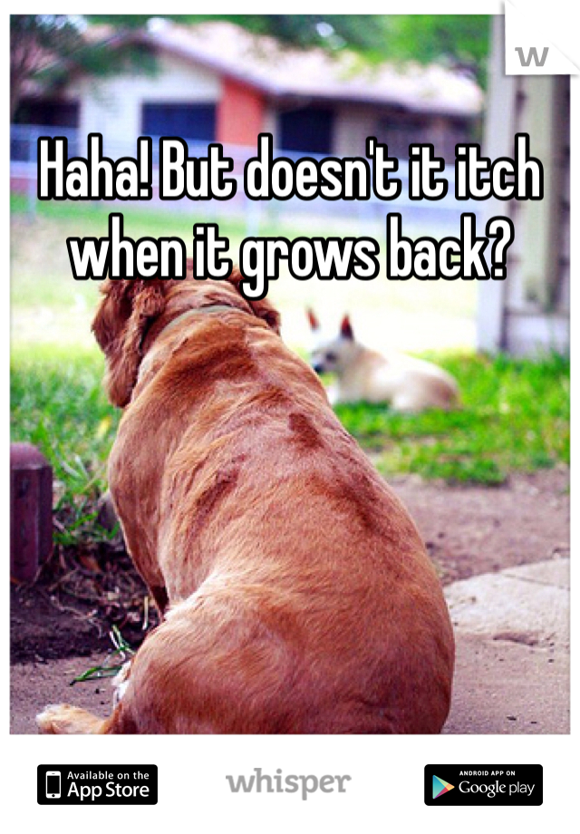 Haha! But doesn't it itch when it grows back?